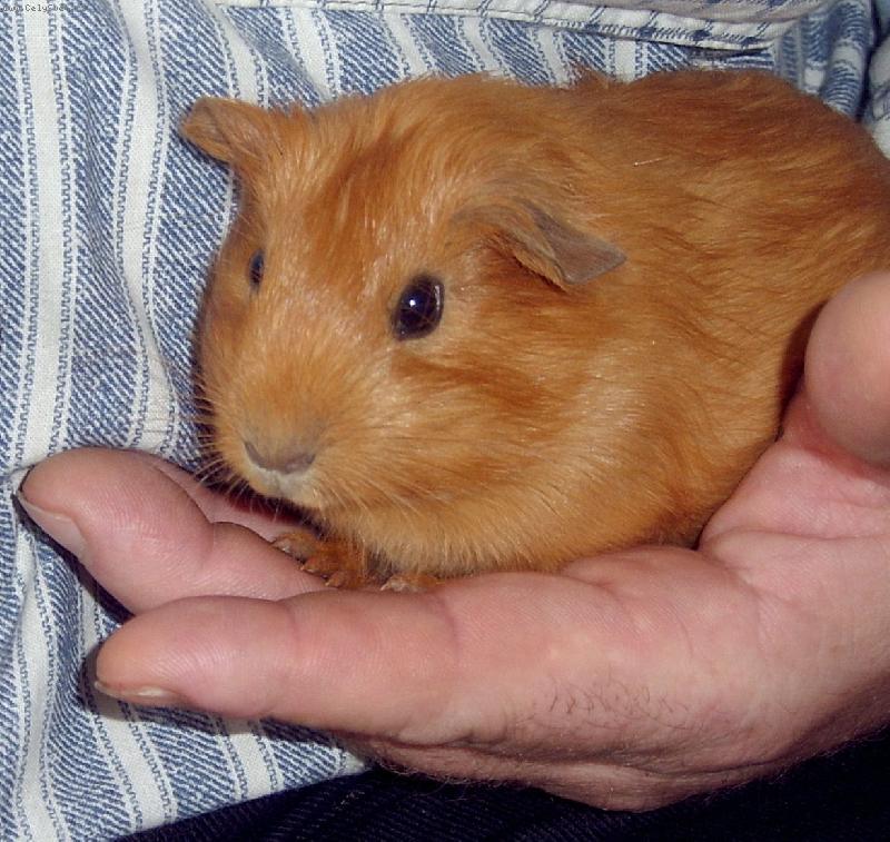 Foto: hn�d�sek-Hn�d�sek je �il� a mooc mily