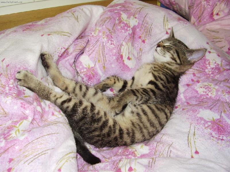 Foto: Xiao Hua (Siao Chua)-Takhle p�kn� um� spinkat t��m�s��n� ko��tko.