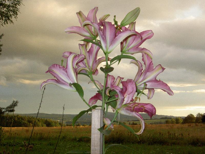 Foto: Lilie-to je na�e Lilie