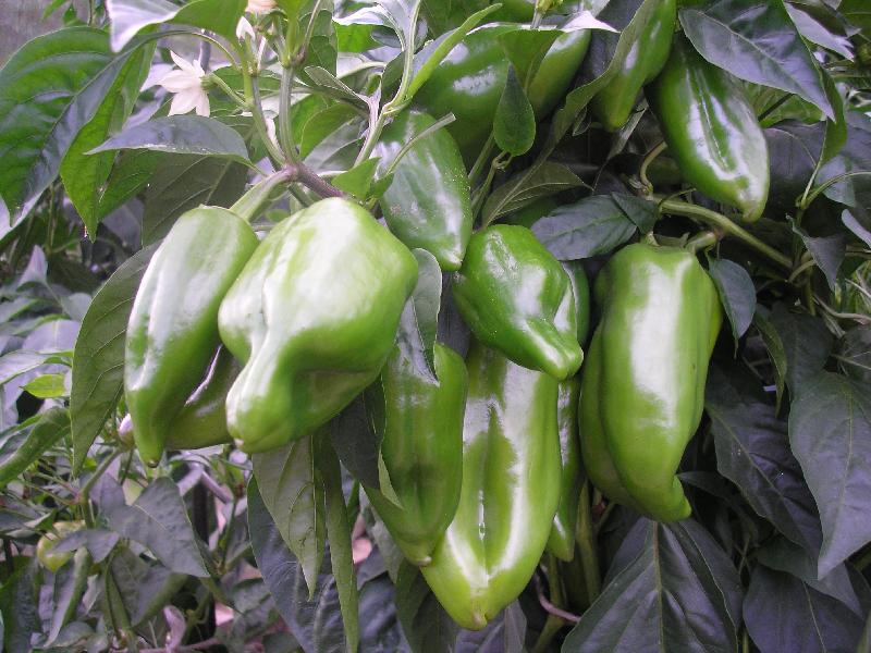 Foto: paprika ve sklen�ku na zahr�dce