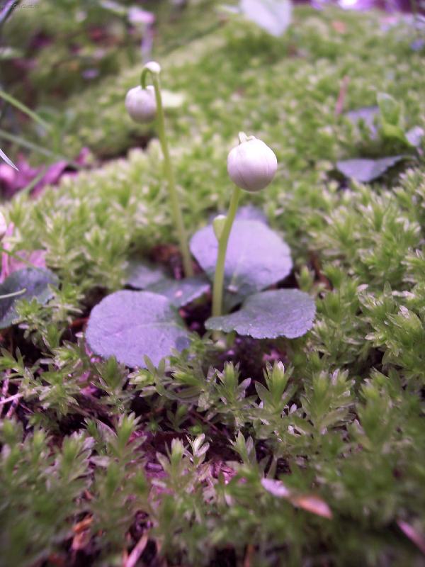 Foto: Jednokv�tek velekv�t�