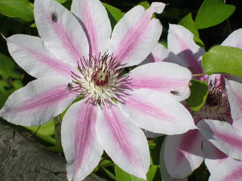 Foto: plam�nek-kytky na zahr�dce