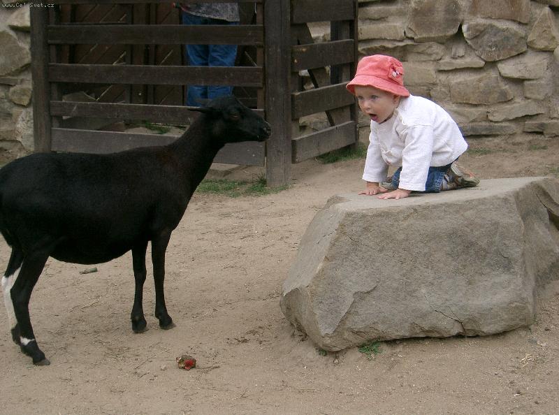 Foto: kozo m�������-dceka se chce kamar�dit