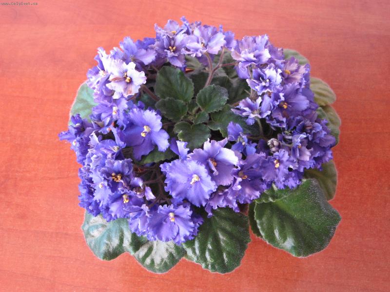 Foto: Ankina fialka