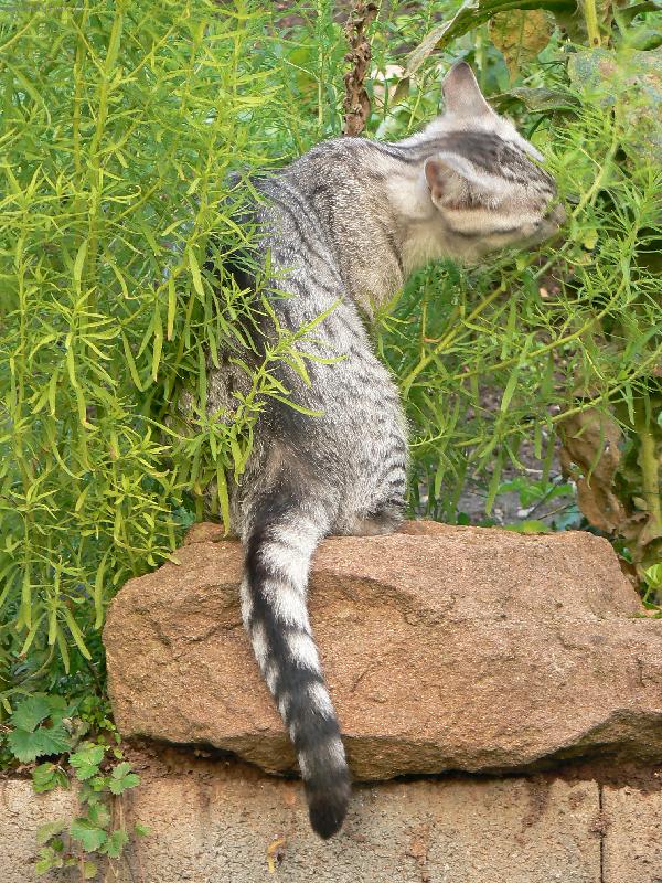 Foto: Had� oc�sek