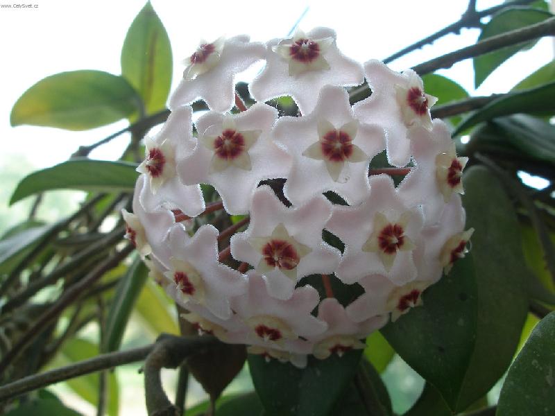 Foto: na�e kyti�kaaa =)