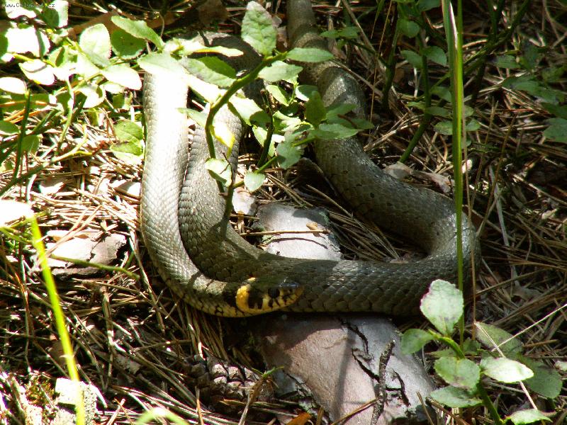 Foto: u�ovka-houby jsem nena�la,ale...