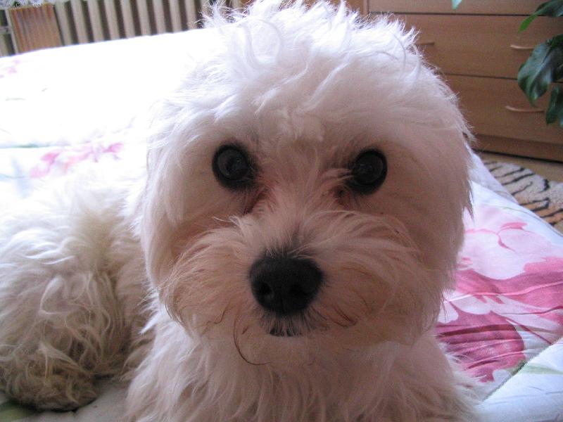 Foto: lacky-n� kamar�d