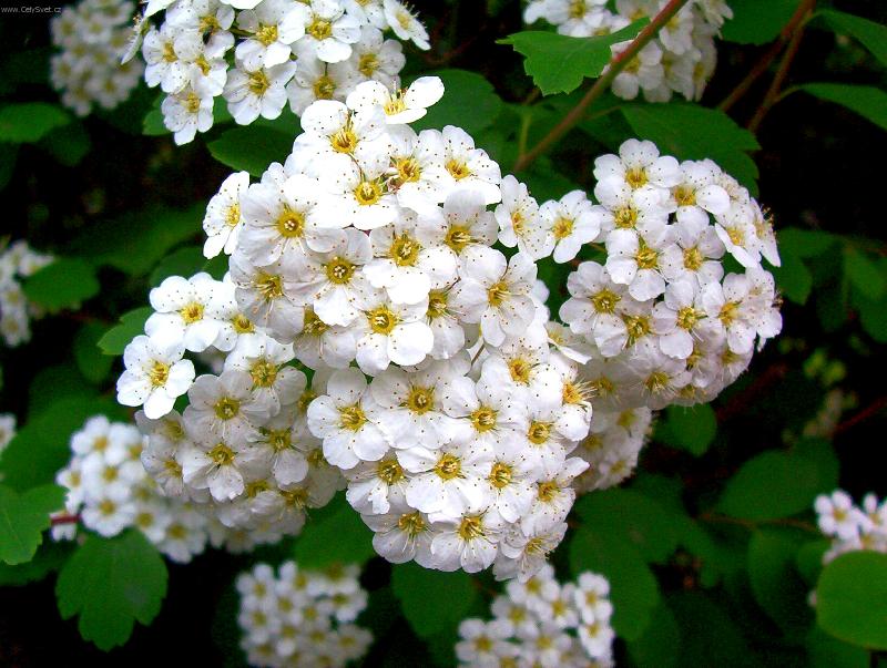 Foto: B�l� ke�