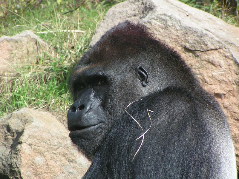 Foto: Gorila-Richard m� dobrou n�ladu