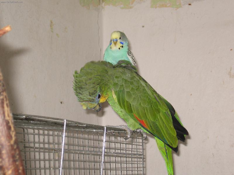 Foto: Vlez mi na z�da-Amazo�an s andulkou