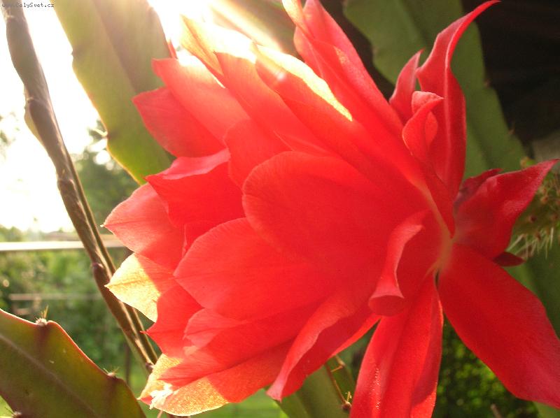 Foto: Kv�tina-�even� kv�tina