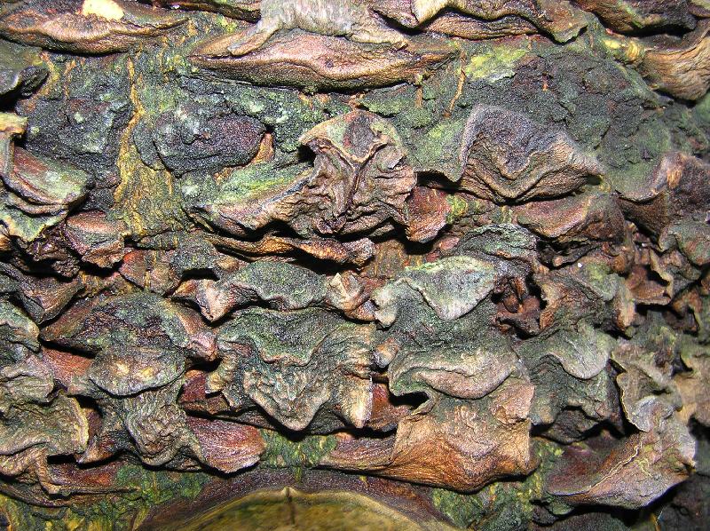 Foto: k�ra tropick�ho stromu