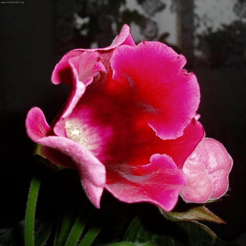 Foto: Sametov� kr�sa