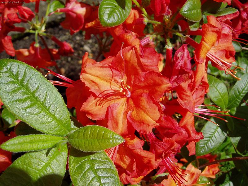 Foto: Pohlazen� l�ta