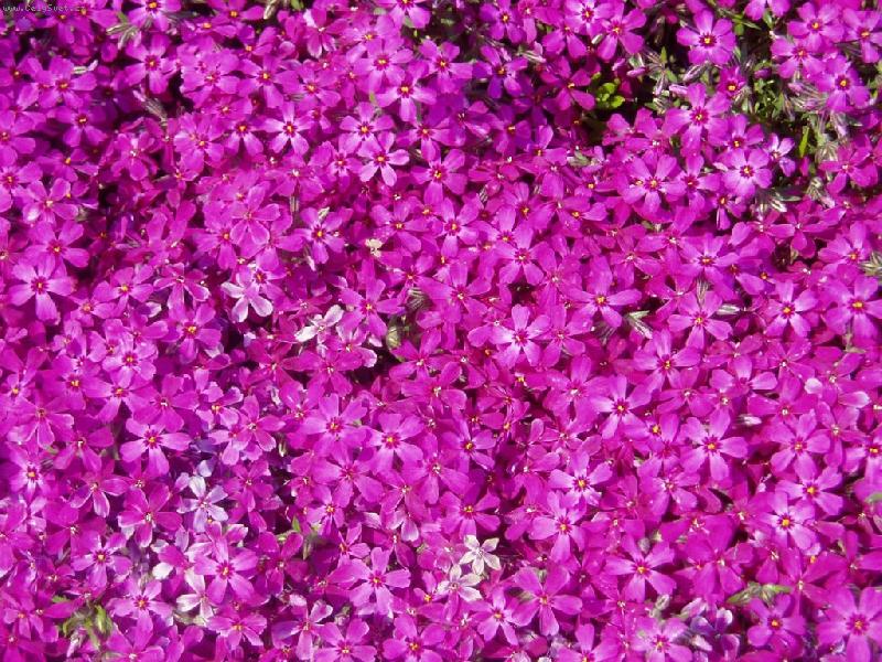 Foto: Kv�tinov� koberec