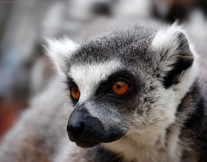 Foto: Lemur katta a zoubek vy�n�vaj�c� z tlamy...