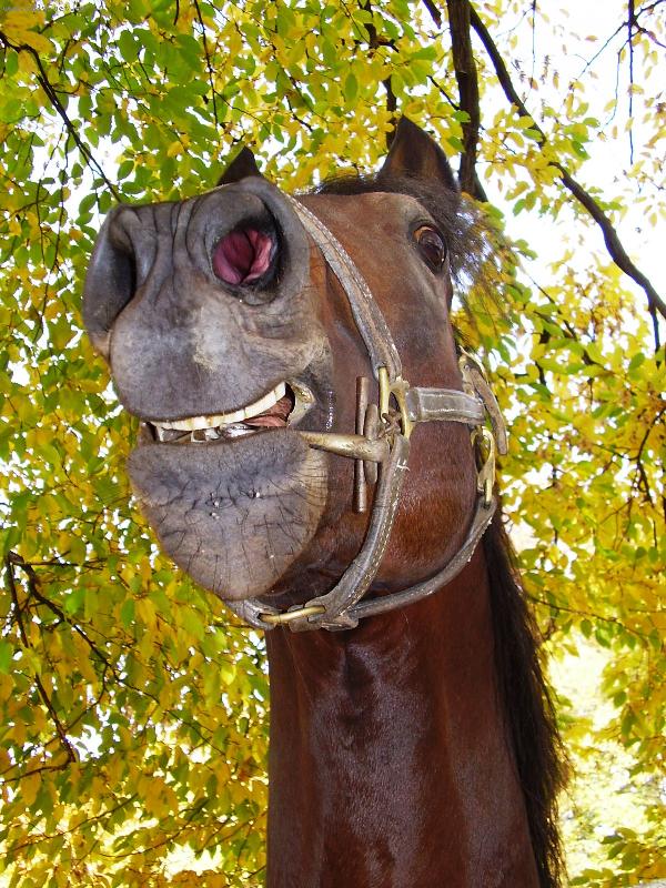 Foto: V�sm�ch p��mo do objektivu-Podle reakce plemenn�ho h�ebce Varadara bych si m�la koupit modern�j�� fo��k:))