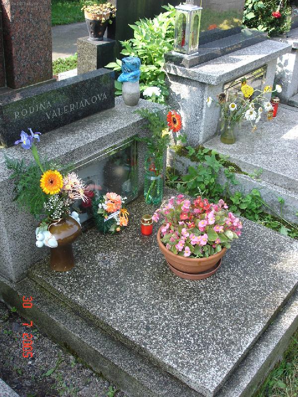 Foto: --Rozkvetl� knofl�k