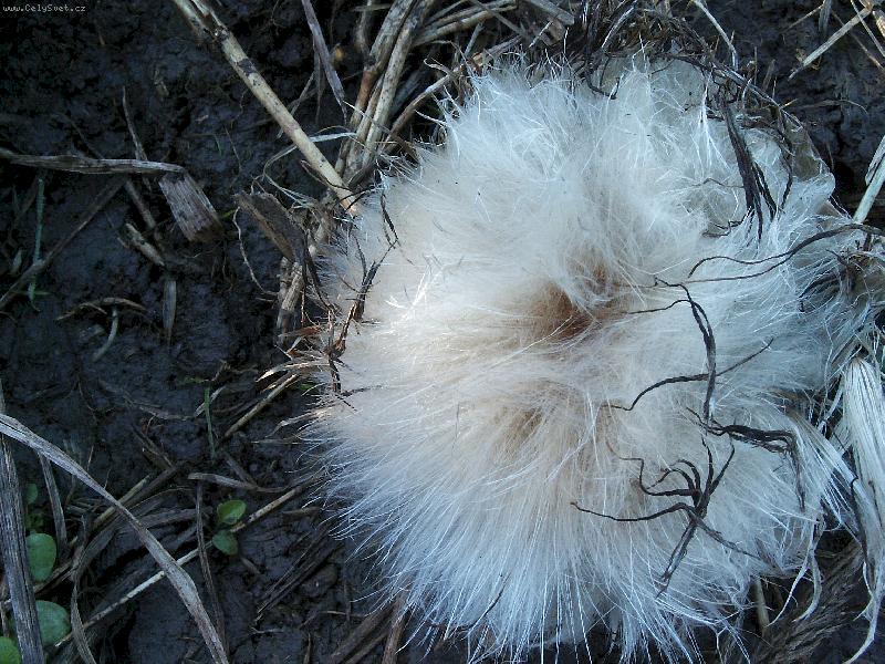 Foto: Chlupat� kuli�ka