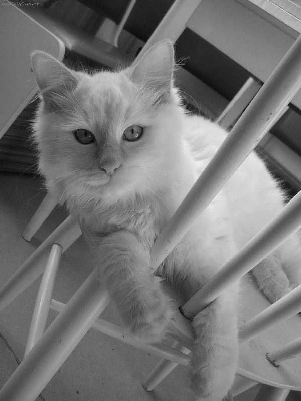 Foto: Chicco-odpo�inek na �idli