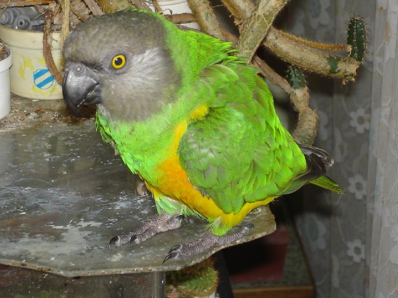 Foto: Papou�ek Senegalsk�-Jako vrab��k