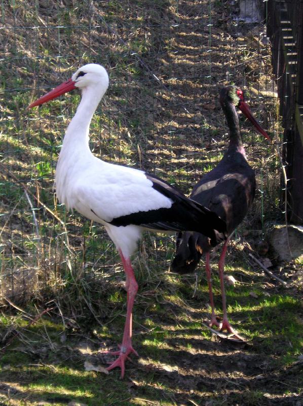 Foto: Black and white