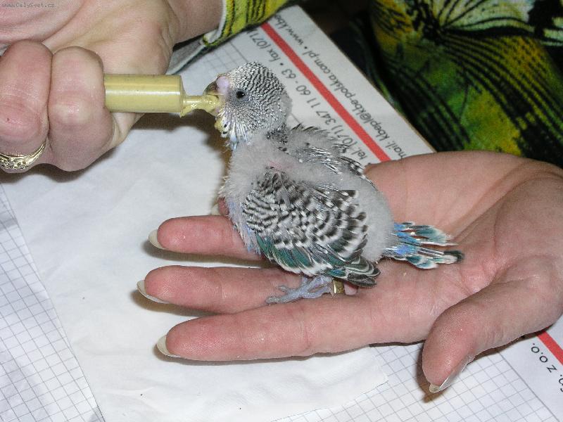 Foto: N�hradn� m�ma-.......rostu jako z vody...