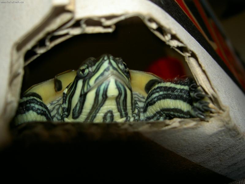 Foto: Julinka-KUK!!!!