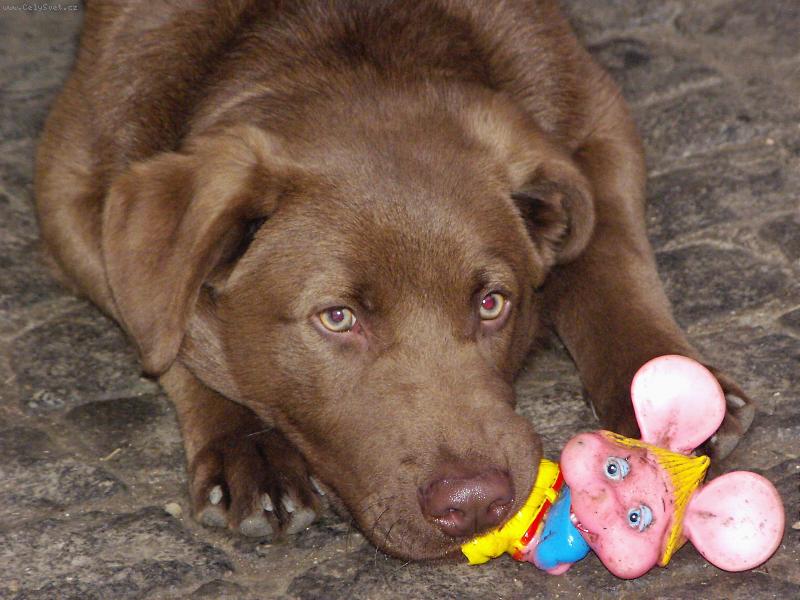Foto: Rex- moje myfiska...-5 m�s��n� labradoov��k?