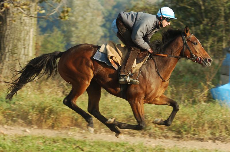 Foto: koni�ek...-kl��sn� fote�ka...