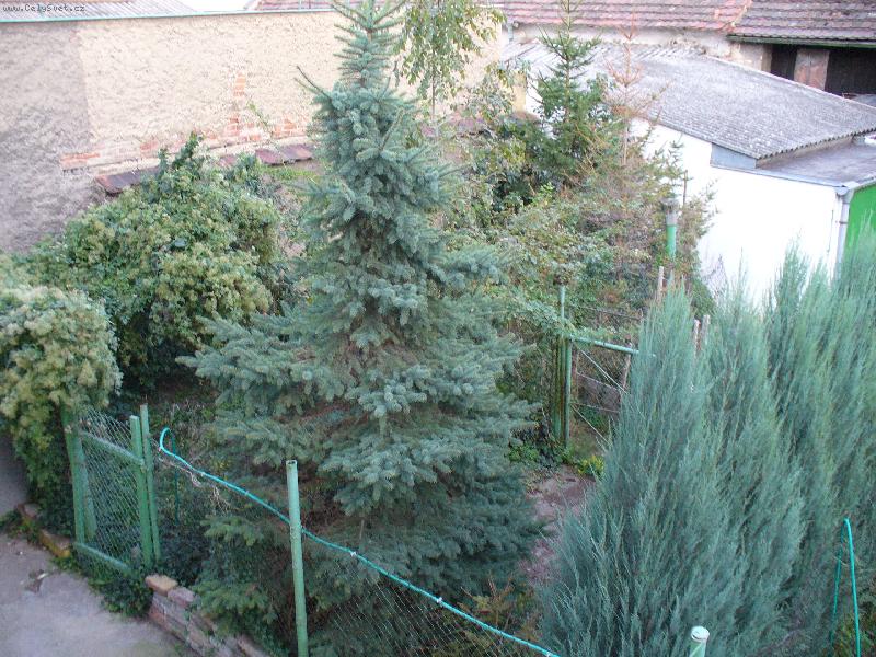 Foto: Zelen� o�za uprost�ed m�sta-Thujky,st��brn� smrk-m� l�sky