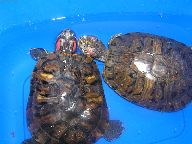 Foto: Na�e �elvi�ky