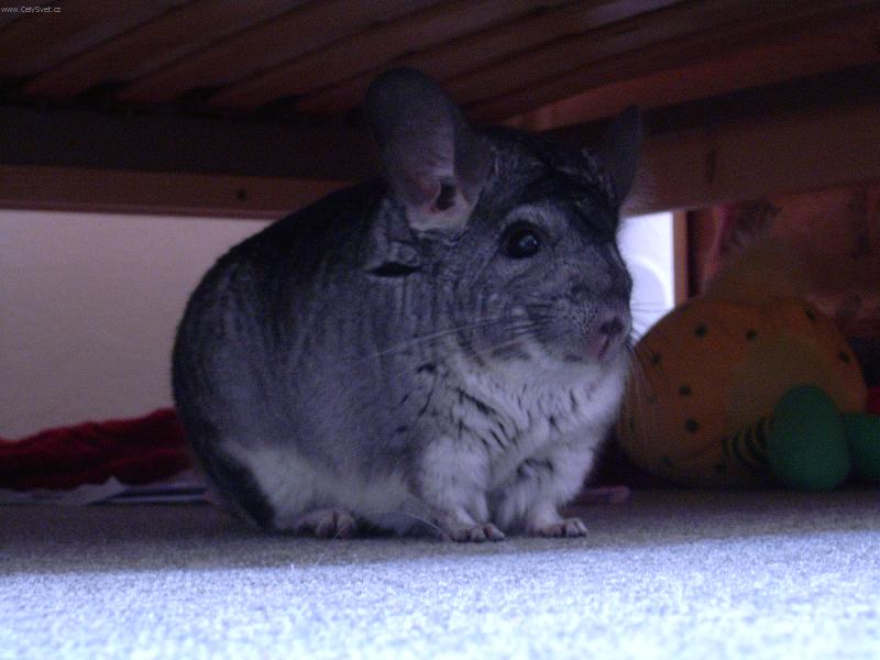 Foto: �in�ila OSKAR-moje nezbedn� �in�ila