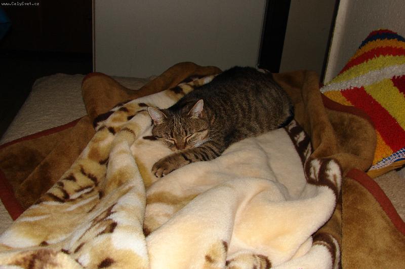 Foto: Sladk� odpo�inek-Eli�ka sp�