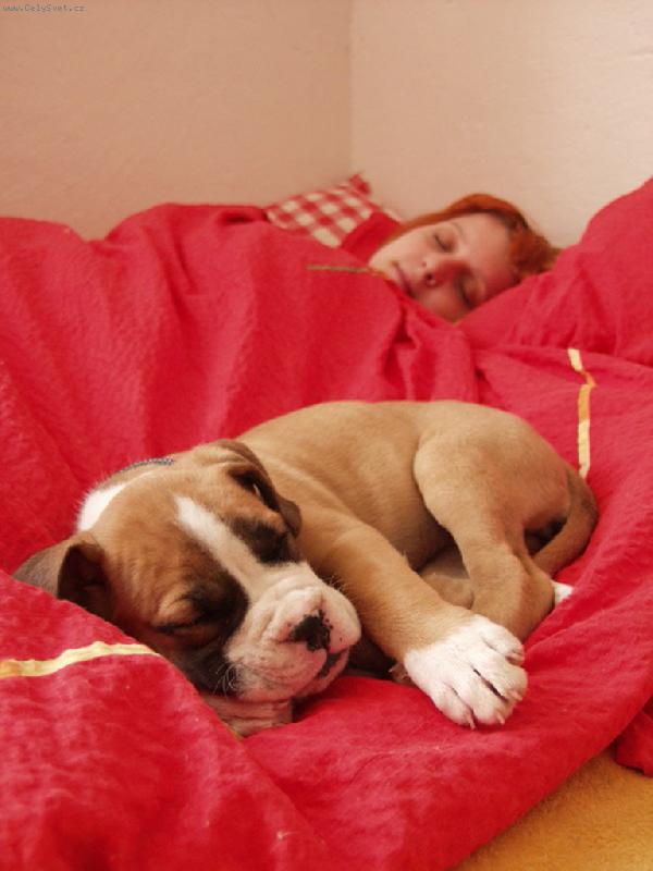 Foto: pekne spani-fenka roza spi