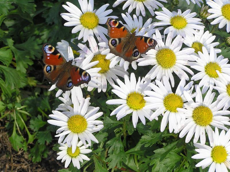 Foto: kopretina skalkov�