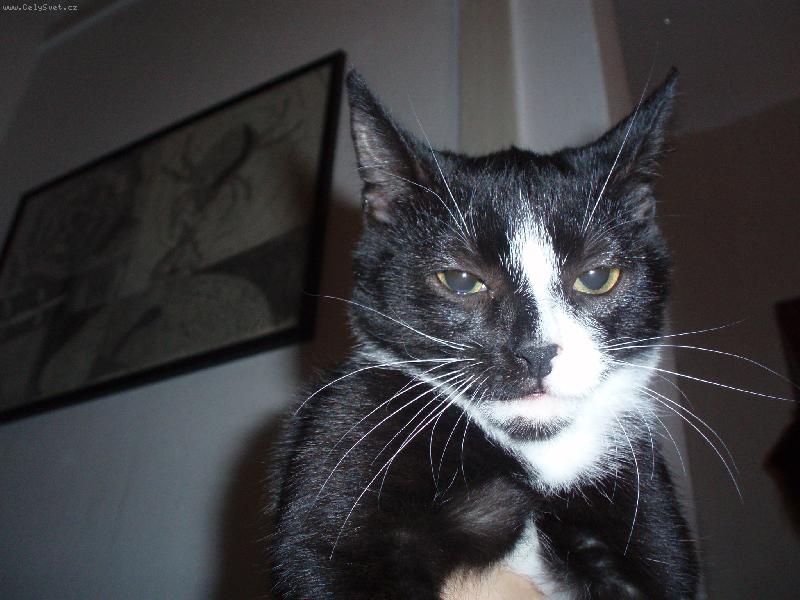 Foto: micinka-mal� ��bl�k