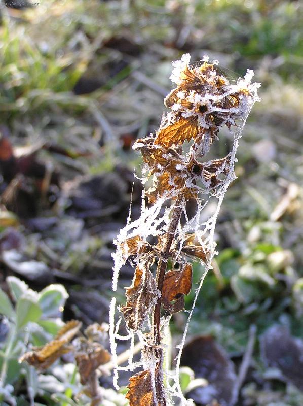 Foto: v pavu�in�