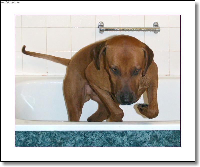 Foto: rhod�sk� ridgeback-vodu nem�m r�d,honem pry�