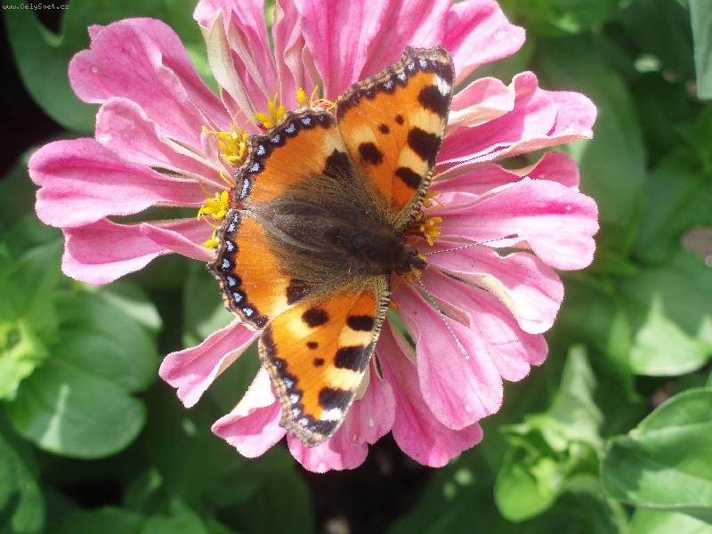 Foto: moje c�nie-na vlastn� zahrad�