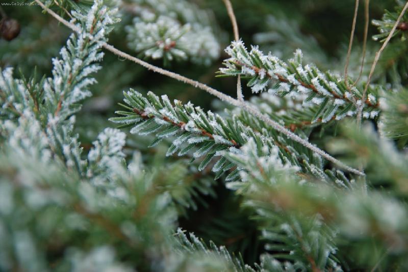 Foto: Rann� mraz�ky