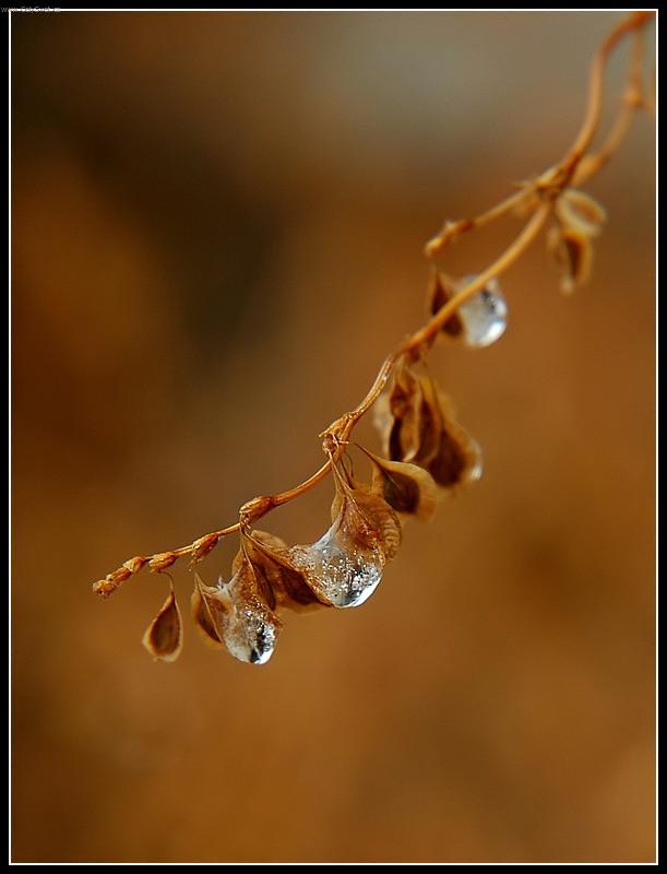 Foto: �perky na v�tvi�ce