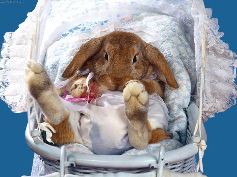 Foto: pot�ebuju p�ebalit....