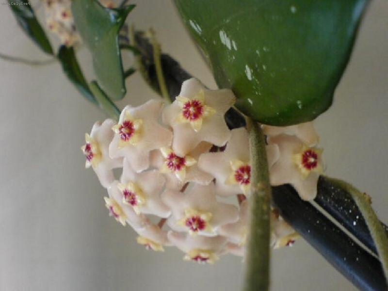 Foto: voskovka-vykvetla i za svitu z��ivek