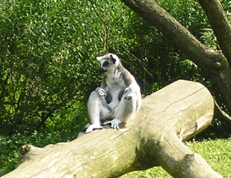 Foto: P�em��l�m...-Lemur Kata