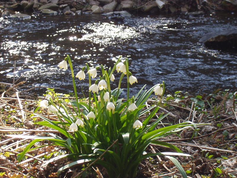 Foto: Na proch�zce-Bledule u vody