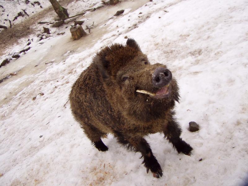 Foto: Na proch�zce-To je �sm�v hv�zdy