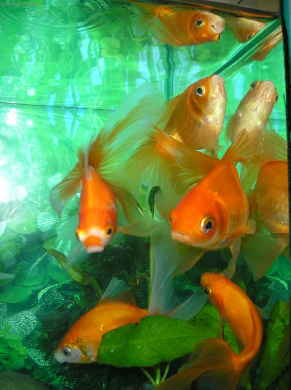 Foto: Z�vojnatky-To jsou moji bobci.