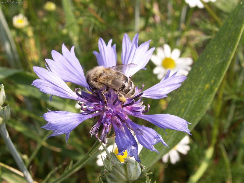 Foto: Chrpa a M�ja-Hal��,hled� n�co M�jo?